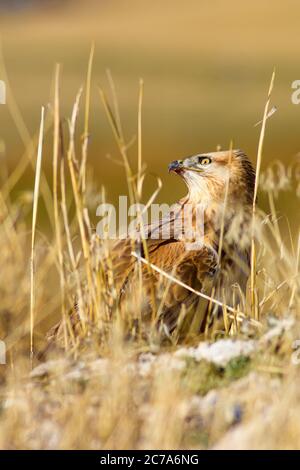 Oiseau de proie. Buzzard. Fond jaune sec de roseaux. Oiseau : Buzzard à longues pattes. Buteo rufinus. Banque D'Images