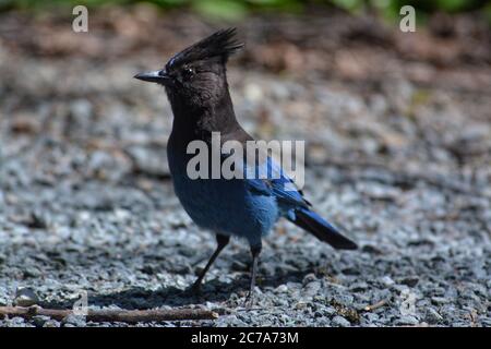 Vendeurs Jay debout sur gravier. Banque D'Images