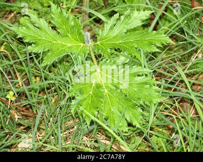 L'herbe à poux géante laisse sur un fond vert herbacé. La sève géante de l'herbe à poux peut brûler et closer la peau après le contact. Banque D'Images