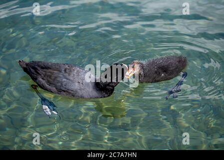 Cuisine eurasienne. Fulica atra. La cuisine commune. Cuisine australienne. La cuisinière mère nourrit la poussette dans l'eau. Concept de maternité, de soins et d'amour. Banque D'Images