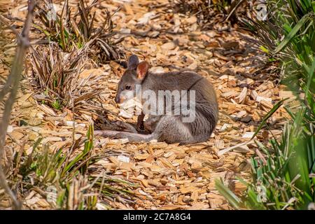 Bébé Dusky Pademelon - en voie de disparition aussi connu sous le nom de Dusky Wallaby Banque D'Images