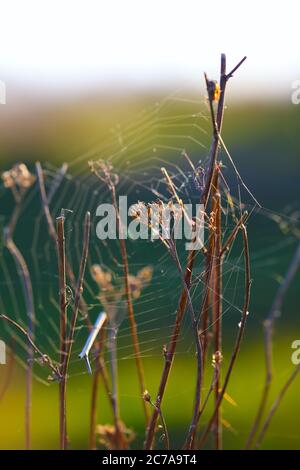 Toile d'araignée contre le lever du soleil sur le terrain sur une plante sèche Banque D'Images