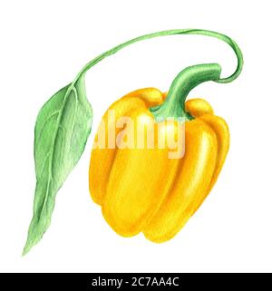 Illustration botanique jaune paprika d'époque aquarelle Banque D'Images