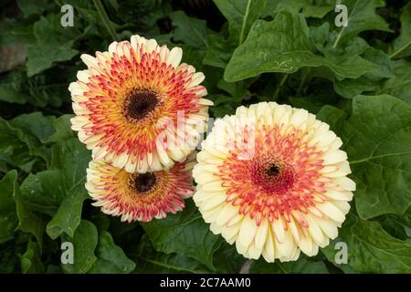 Gros plan de patio Gerberas bicolore en fleurs en juillet au Royaume-Uni Banque D'Images