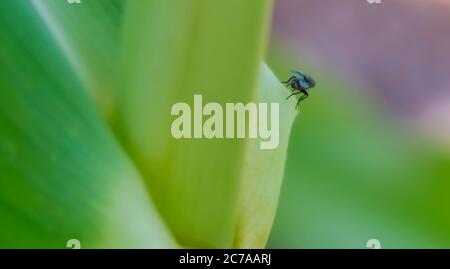 très petite mouche avec des ailes bleutées qui perche sur une tige de maïs Banque D'Images