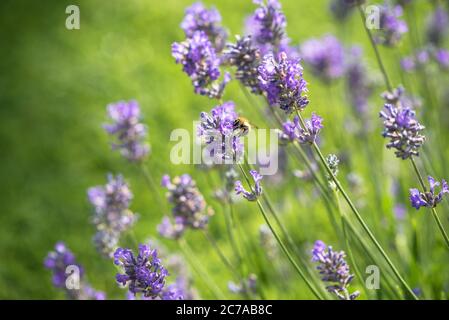 Abeille prendre le nectar d'une fleur de lavande et le polliniser Banque D'Images