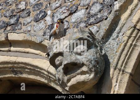 Peregrine masculine adulte sur l'église Cromer Banque D'Images