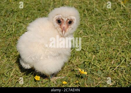 Hibou de la grange ou Tyto alba Banque D'Images