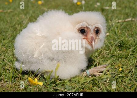 Hibou de la grange ou Tyto alba Banque D'Images