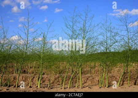 Des asperges vertes jaschonnent de la terre au champ après la saison de récolte Banque D'Images