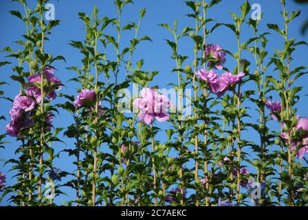 Hibiscus syriacus, mousseline de Lavender, également connu sous le nom de Rose de Sharon, avec de grandes fleurs doubles à volant Banque D'Images