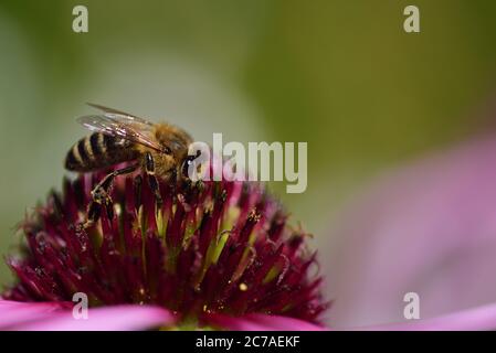 Gros plan d'une abeille à la recherche de nourriture sur une coneflewer rouge Banque D'Images