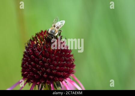Gros plan d'une abeille à la recherche de nourriture sur une coneflewer rouge Banque D'Images