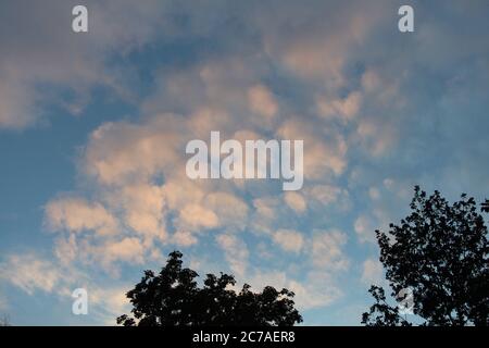 Les nuages de Cirrocumulus 'ciel de merlu' vus du parc Stromovka, Prague, République Tchèque au milieu de l'été Banque D'Images