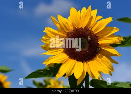 Les tournesols jaunes fleurissent sur un ciel bleu et sont pollinisés par les abeilles Banque D'Images