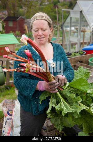 Jardinier avec rhubarbe fraîchement cueillie sur son lot Banque D'Images