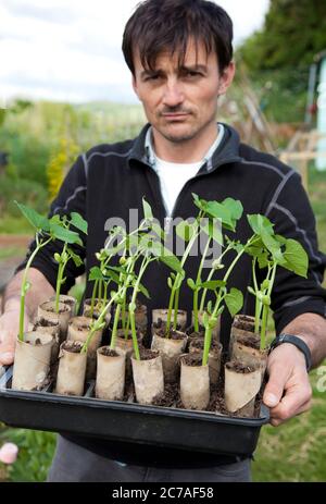 Jardinier plantant des semis de haricots borlotti sur son allotissement Banque D'Images