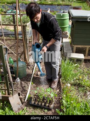 Jardinier arrosant des plantules de haricots borlotti sur son allotissement Banque D'Images