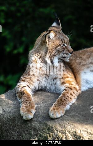 Lynx eurasien (Lynx lynx) Portrait Banque D'Images