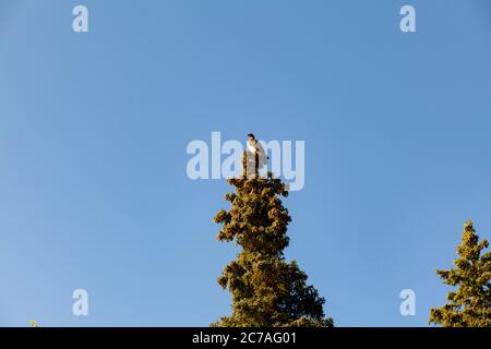 Un aigle à tête blanche se perche majestueusement au sommet d’un grand conifère contre un ciel bleu clair, symbolisant la beauté sauvage de la nature sauvage de l’Alaska. Banque D'Images