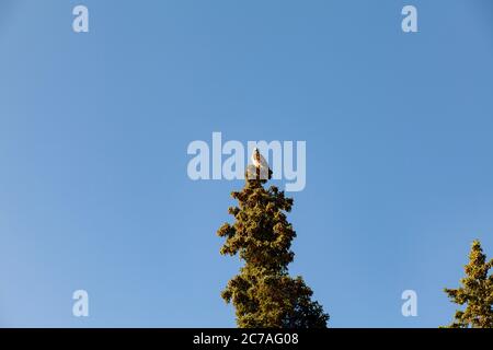 Un aigle à tête blanche se perche majestueusement au sommet d’un grand conifère contre un ciel bleu clair, symbolisant la beauté sauvage de la nature sauvage de l’Alaska. Banque D'Images