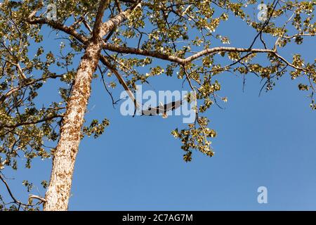 Un aigle à tête blanche s'élève gracieusement au-dessus des branches d'arbres dans un ciel bleu clair, mettant en valeur la majesté et la liberté de la faune sauvage de l'Alaska. Banque D'Images