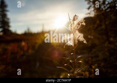 Une délicate fleur sauvage rétro-éclairée par la lueur dorée du coucher de soleil dans la nature sauvage de l'Alaska, capturant la beauté sereine de la nature pendant l'heure dorée Banque D'Images