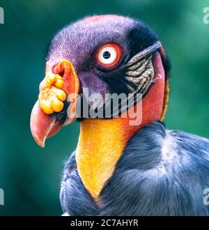 Portrait d'un vautour pape (Sarcoramphus papa) Banque D'Images