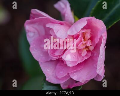 Belle fleur de Camellia rose douce, pétales couverts de gouttes de pluie, feuilles de vert foncé brillant, dans le jardin Banque D'Images