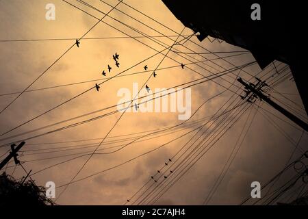 Beaucoup d'oiseaux volant et assis sur des lignes électriques avec le fond de brouillard pollué de l'aube et le ciel de brume. Banque D'Images