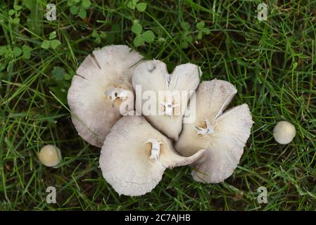 Les champignons sauvages dans l'herbe poussent sur la pelouse d'une maison de banlieue. Banque D'Images