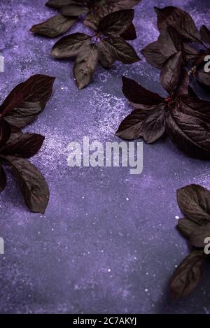 Fond cosmique violet avec feuilles sombres Banque D'Images