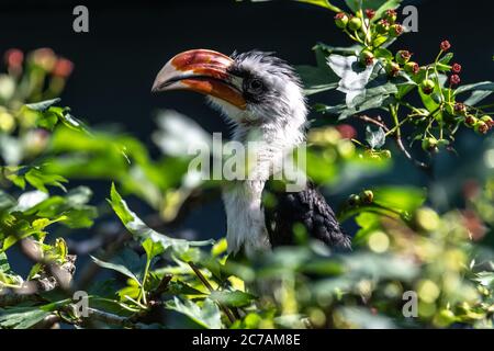 Homme von der Decken's Hornbill (Tockus deckeni) Banque D'Images