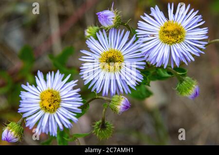 Daisy alpine naine le long du sentier au lac Steamboat Banque D'Images