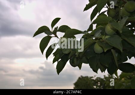 Gros plan d'une branche d'arbre de permmon avec des fruits non mûrs tandis que des nuages gris d'une tempête de pluie, du vent et de la grêle sont vus en arrière-plan Banque D'Images