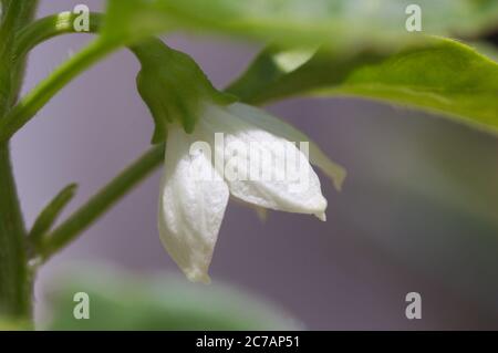 Image de la fleur blanche d'un poivron cultivé à la maison pour avoir des piments toute l'année Banque D'Images