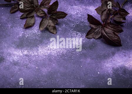 Fond cosmique violet avec feuilles sombres Banque D'Images