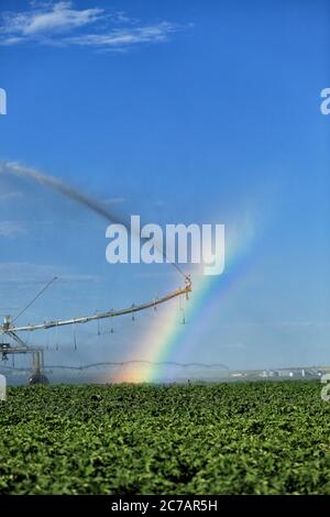 Un arroseur pivot de centre agricole utilisé pour irriguer des rangées de pommes de terre, forme un arc-en-ciel dans la brume d'eau, dans les champs fertiles de l'Idaho. Banque D'Images