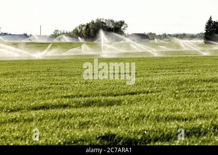 Un arroseur à main irriguant un champ de culture de blé. Banque D'Images