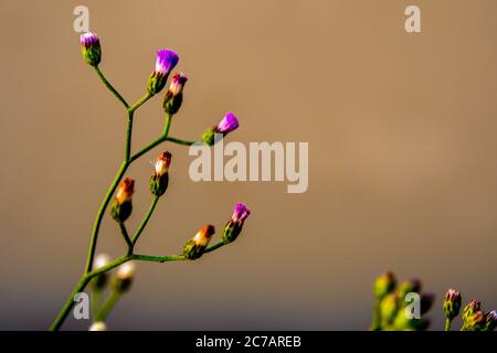 Petite fleur d'Ironweed dans la lumière du matin Banque D'Images