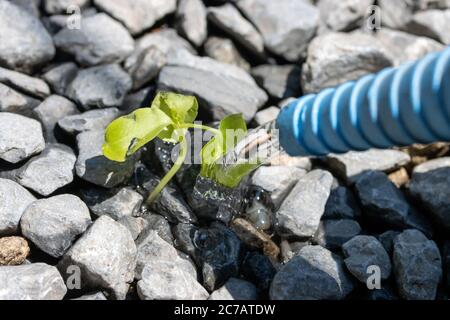 Un arrosage une plante solitaire qui grandit entre des pierres avec un fort jet d'eau, à la journée ensoleillée, gros plan. Une quantité d'eau s'écoule du tuyau sur un germe de vert Banque D'Images