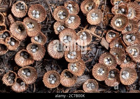 Gros plan des champignons des nids d'oiseaux (Cyathus striatus) - Brevard, Caroline du Nord, États-Unis Banque D'Images