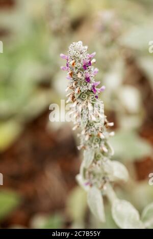 Stachys byzantina, connu sous le nom d'oreille d'agneau ou de téguarine laolly, dans la variété Helen Von Stein. Banque D'Images