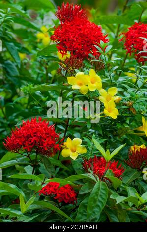 Ixora fleurit (rouge) et Alamanda dans la cour intérieure du Musée national de Phnom Penh, la capitale du Cambodge. Banque D'Images