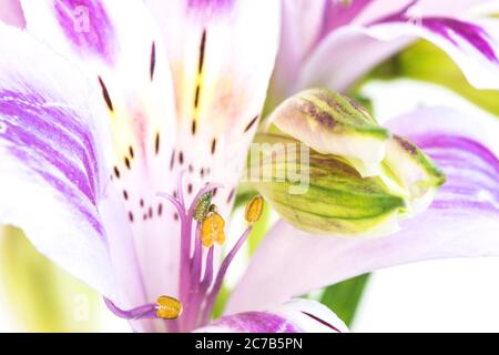 Fragment d'une fleur d'Alstroemeria ou de lys péruviens avec des étamines, gros plan sur un fond blanc. Banque D'Images