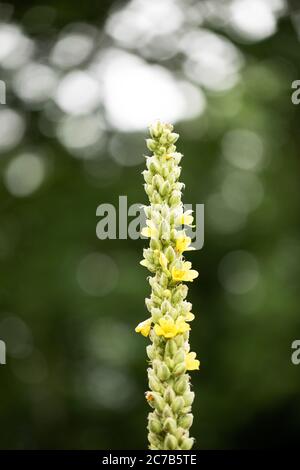 Verbascum thapsus, le grand mullein ou mullein commun, est originaire d'Europe, d'Afrique du Nord et d'Asie. Il est utilisé en médecine traditionnelle et comme colorant. Banque D'Images