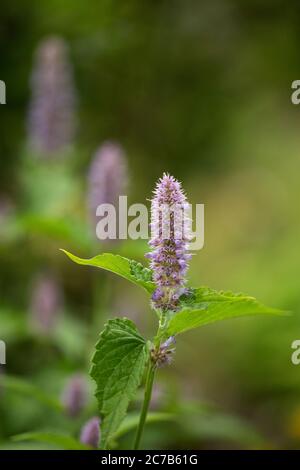 Hyssop d'anis (Agastache foeniculum) ou hyssop géant bleu, hyssop géant parfumé, ou hyssop géant lavande, dans la famille des Lamiaceae indigènes de l'Amérique du Nord. Banque D'Images