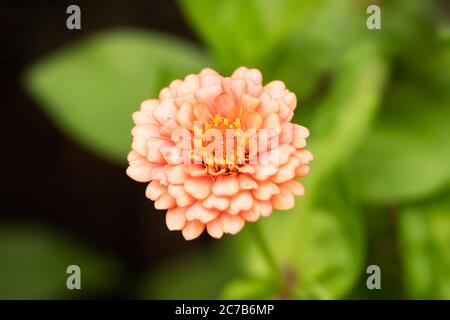 Un zinnia commun (Zinnia elegans) ou élégant zinnia, croissant dans un jardin d'été à Wellesley, Massachusetts, Etats-Unis. Banque D'Images