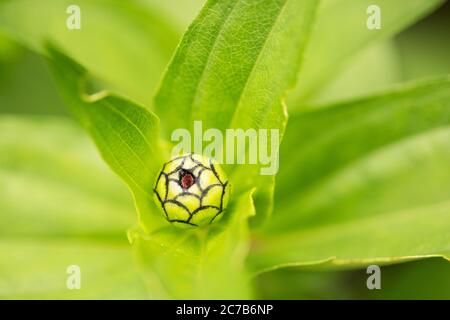 Le bourgeon d'un zinnia (Zinnia elegans) dans un jardin d'été à Wellesley, Massachusetts, Etats-Unis. Banque D'Images
