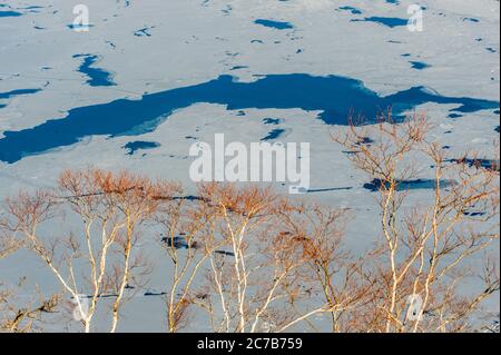 Les bouleaux sur les pentes du lac Mashu, qui est un lac caldera dans le parc national d'Akan sur l'île Hokkaido, au Japon, connu pour l'un des lacs les plus clairs Banque D'Images